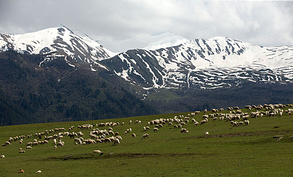 牧群,绵羊,山羊,山,乔治亚