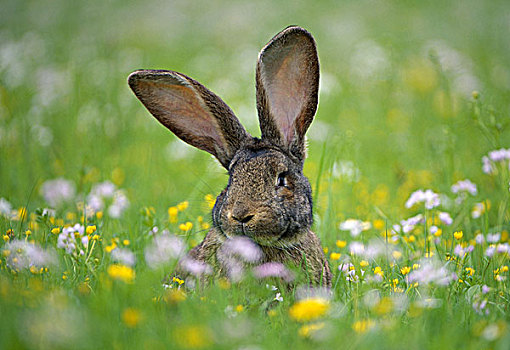 草地,野兔,警惕,草,花,动物,哺乳动物,兔子,夏天,户外,耳,感觉