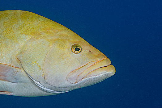黄色,石斑鱼,下加利福尼亚州,墨西哥