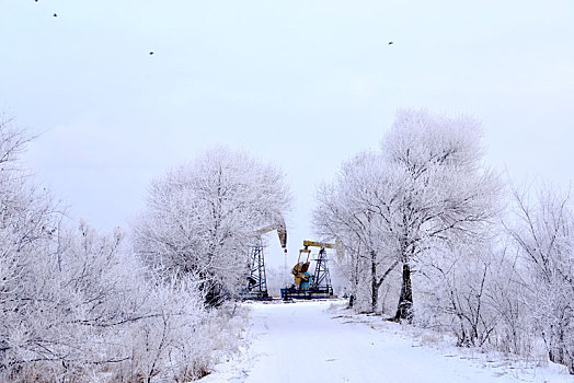 冬季油城大庆市雪景如画