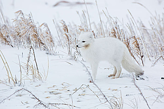 北极狐,冬天,野生动物,管理,区域,丘吉尔市