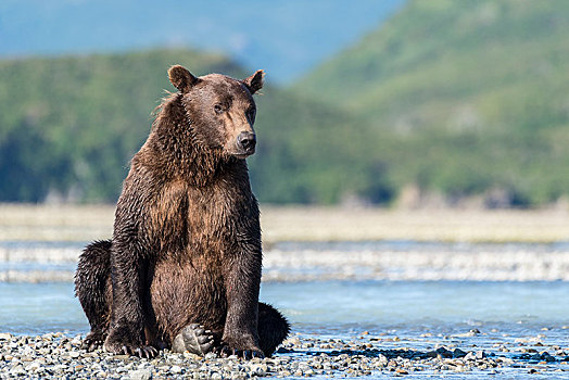 棕熊,坐,卡特麦国家公园,阿拉斯加,美国,北美