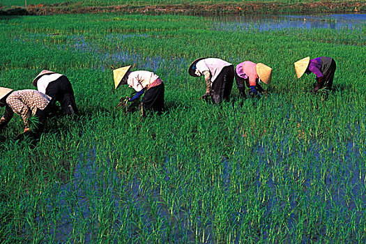 女人,彩色,稻田,越南,湄公河三角洲