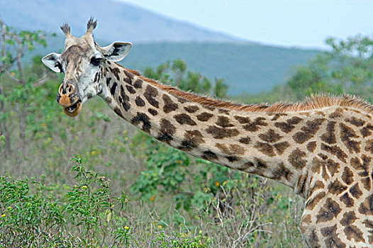 长颈鹿,倚靠,东非,坦桑尼亚,阿鲁沙,国家公园
