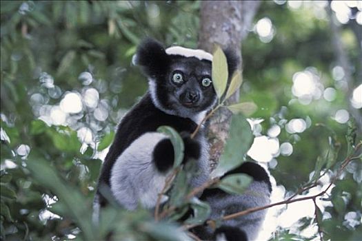 马达加斯加,东方,国家公园,狐猴,树上