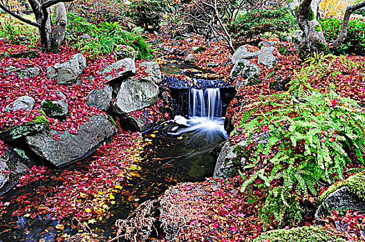小溪,落下,枫叶,灯塔,山,公园,维多利亚,不列颠哥伦比亚省,加拿大
