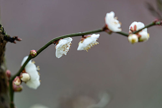 重庆南川,红梅花开迎春到