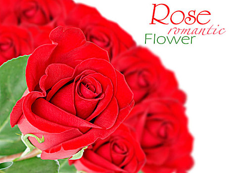 红玫瑰,叶子,隔绝,白色背景