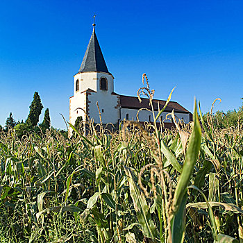 法国,阿尔萨斯,玉米田,教堂,11世纪
