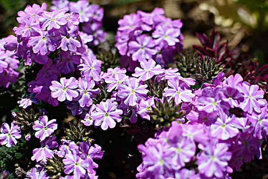 紫红色,白色,条纹,马鞭草属植物,花