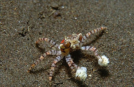 螃蟹,图兰奔,巴厘岛,印度尼西亚