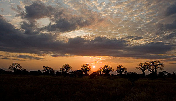 非洲,坦桑尼亚,日落,猴面包树,塔兰吉雷国家公园