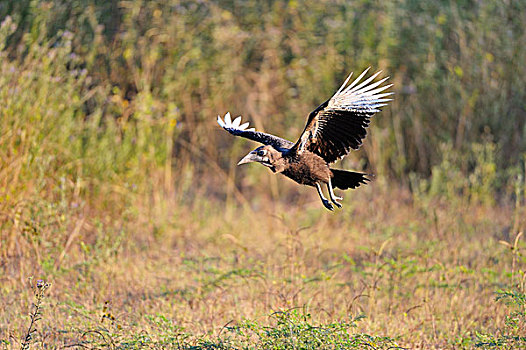 南方,地面,犀鸟,雏鸟,飞,南卢安瓜国家公园,赞比亚,非洲
