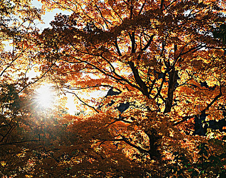 美国,太阳,光泽,秋色,大树,大幅,尺寸