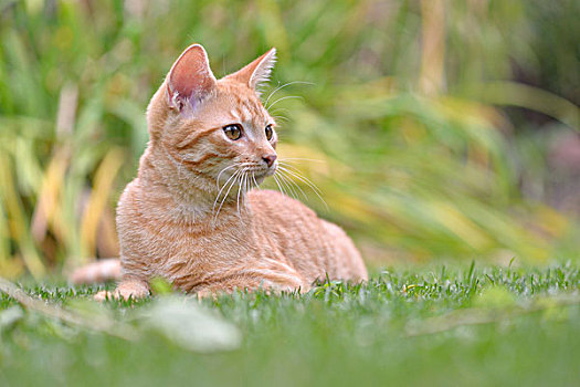 年轻,家猫,斑貓,躺着,花园,草坪,萨克森安哈尔特,德国,欧洲
