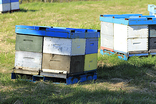 蜂蜜,蜂巢,盒子,农场,安那波利斯谷地,新斯科舍省,加拿大