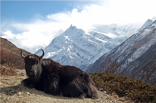 牦牛,喜马拉雅山
