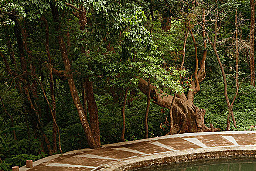 树,树林,国家公园,北阿坎德邦,印度
