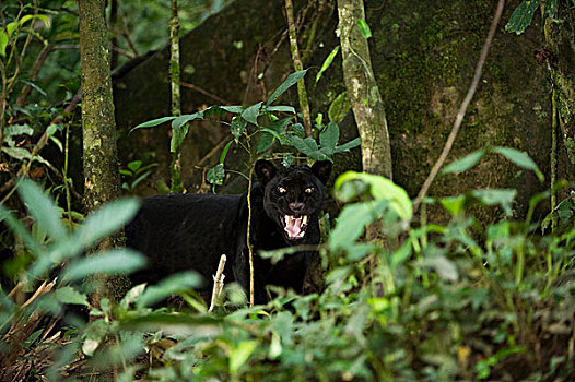 美洲虎,美洲豹,独特,黑豹,狰狞,国家公园,亚马逊河,厄瓜多尔
