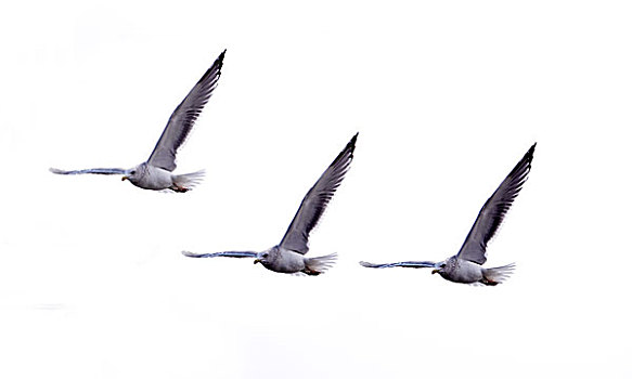 三只展翅飞翔的海鸥
