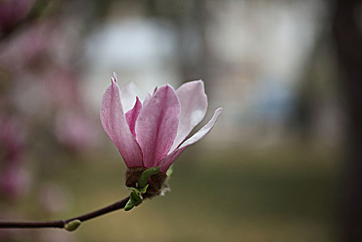 春季花卉