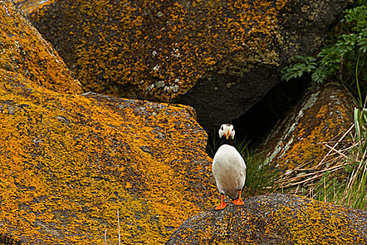 有角,角嘴海雀,卡特麦国家公园,阿拉斯加,美国