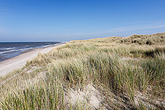 沙丘,滨草,草,海滩,国家,公园,特塞尔,北荷兰,荷兰,欧洲