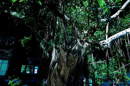 2024年福建省漳州市詔安縣南詔鎮深夜中獨自美麗的百年榕樹