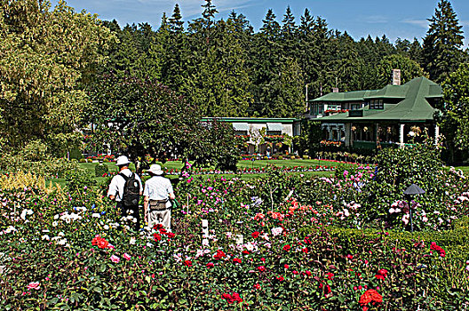 宝翠花园,玫瑰,花园,维多利亚,加拿大