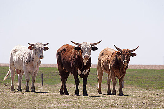 三个,公牛,站立,草场
