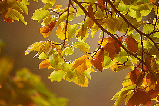 山毛榉,枝条,叶子,秋天,巴伐利亚,德国,欧洲