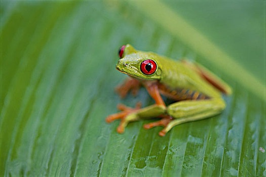 红眼树蛙,科罗拉多岛,巴拿马
