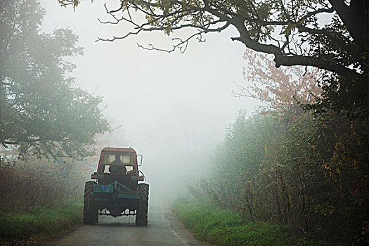 拖拉机,狭窄,道路,树篱,秋天,雾气
