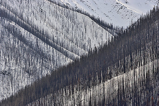 烧,树,森林火灾,冬天,库特尼国家公园,加拿大,落矶山,不列颠哥伦比亚省