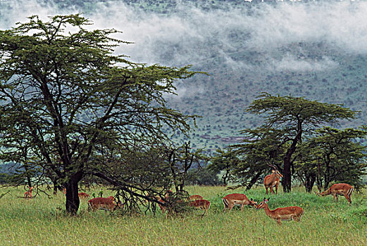 黑斑羚,牧群,放牧,刺槐,树林,非洲
