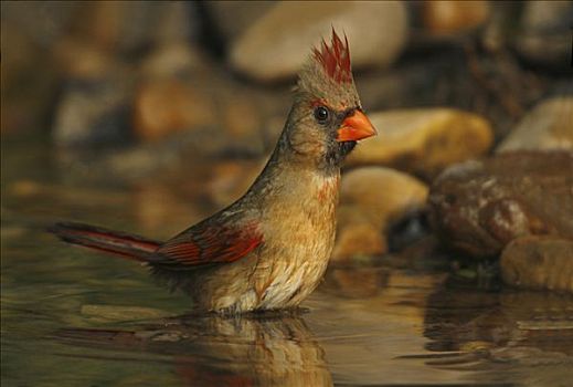 雌性,主红雀,浴,水塘