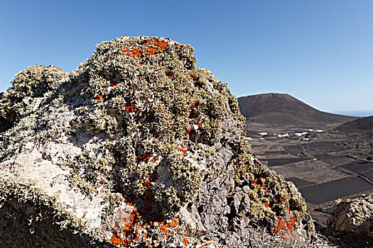 苔藓,岩石上,兰索罗特岛,加纳利群岛,西班牙,欧洲
