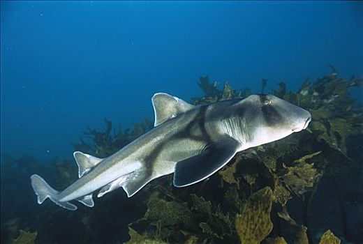 鲨鱼,肖像,水下,侧面,新南威尔士,澳大利亚