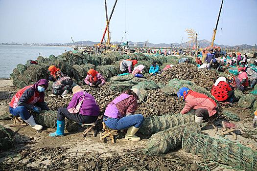 山东省日照市,海上春播正当时,海洋牧场助力村民增收致富