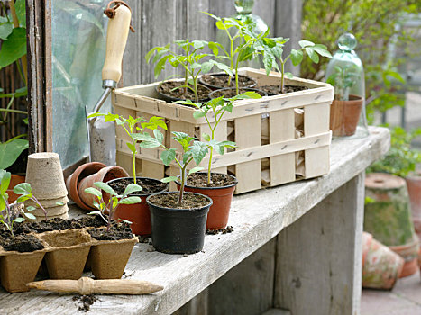 年轻,种植,西红柿,撇蓝,芸苔