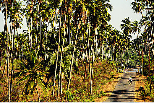 道路,树,安达曼群岛,印度