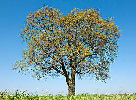 孤单,橡树,栎属,栎树,春天,下萨克森,德国,欧洲