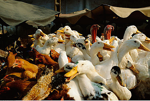 火鸡,鸭子,鸡,市场,胡志明市,越南