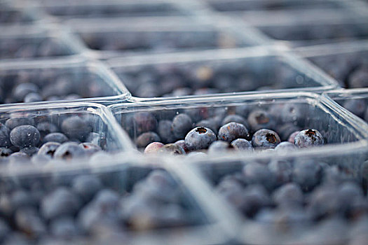 蓝莓,塑料制品,扁篮