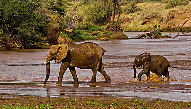 非洲,肯尼亚,大象,女性,幼小,泥,浴室