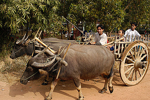 手推车,运输,通勤,乡村,缅甸,照片