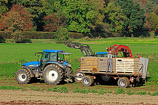 农民,驾驶,拖拉机,收获,胡萝卜,北莱茵-威斯特伐利亚,德国,欧洲