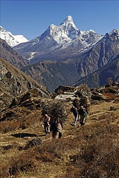 女人,捆,木柴,顶峰,背影,萨加玛塔国家公园,世界遗产,喜马拉雅山,尼泊尔,亚洲