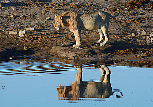 狮子,水坑,埃托沙国家公园,纳米比亚,非洲
