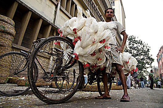 生活方式,鸡,运输,自行车,加尔各答,西孟加拉,印度,亚洲